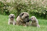 CANE CORSO 1102